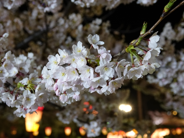 2025年4月ブログ写真